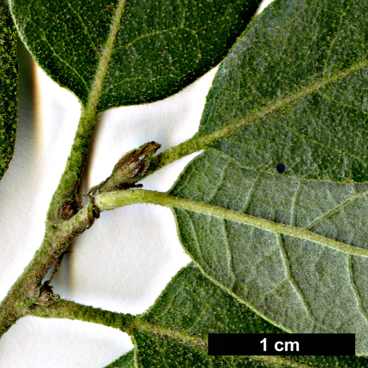 High resolution image: Family: Fagaceae - Genus: Quercus - Taxon: ×crenata - SpeciesSub: 'Diversifolia' (Q.cerris × Q.suber)